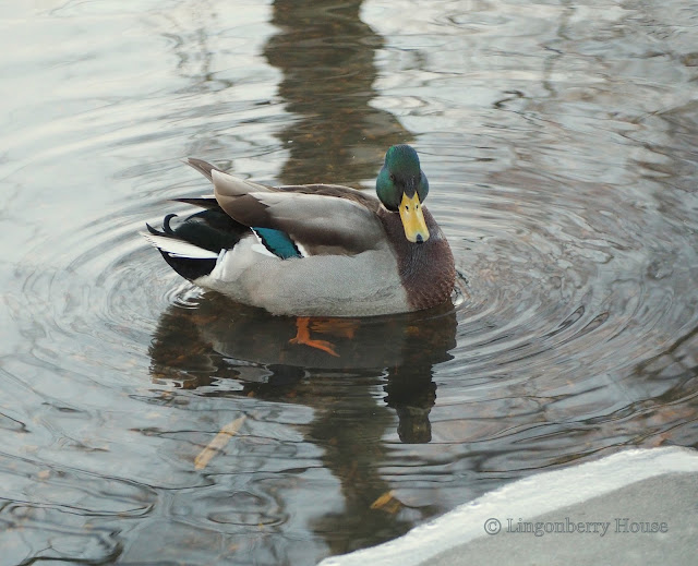 lingonberryhouse, sorsa, duck, mallard, bird, lintu