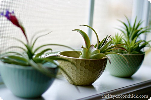 air plants