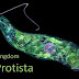 Historical Perspective of Kingdom Protists 