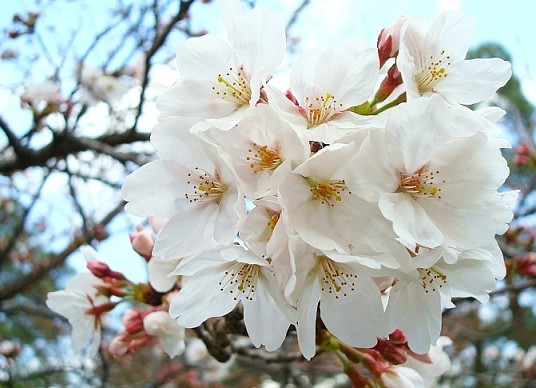 Pemandangan Bunga  Sakura  Di Jepang