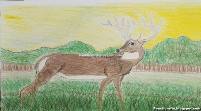 Color Pencil drawing Deer-beginner