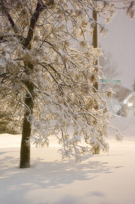 DSC_0853_tree