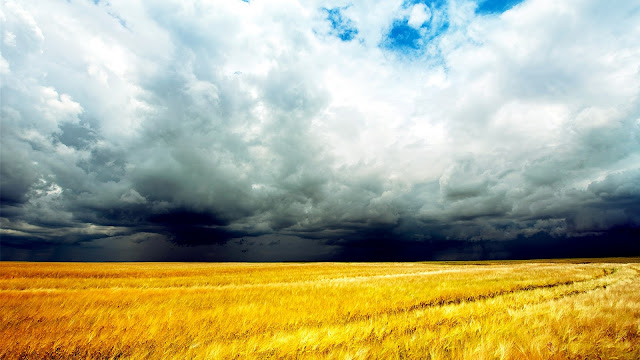Golden Wheat Fields Clouds Sky Storm Coming HD Wallpaper