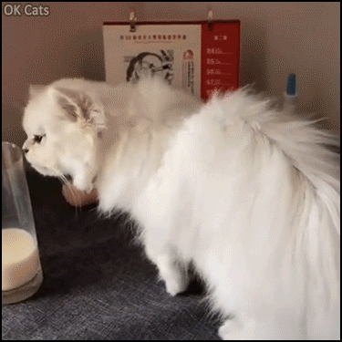 Amazing Cat GIF • Thirsty cat drinks milk with head stuck in a very narrow glass! [ok-cats.com]