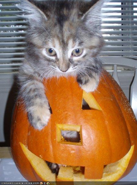 funny animals with captions. funny pictures with captions. funny animals with captions.