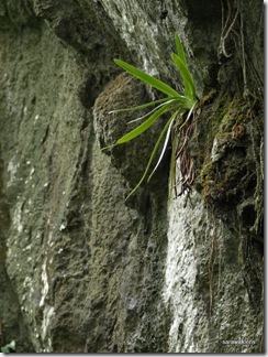 Paphiopedilum_stonei_in_natural_habitat_091120_13