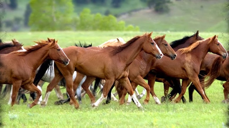 Flicka 2006 latino 720p descargar