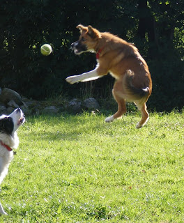 border collie dog pets playing training puppy