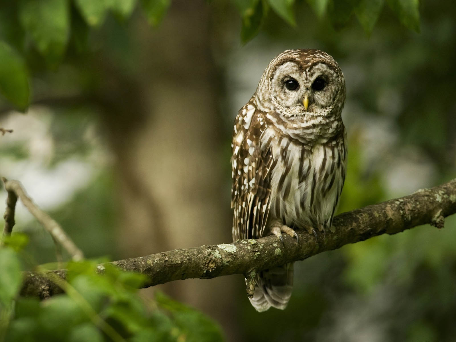 wallpapers: Funny Owl