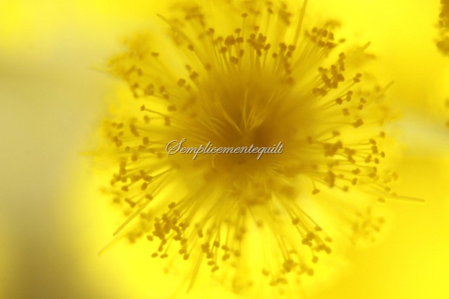 Mimosa-Arthur40A1