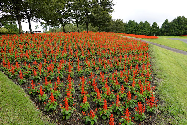 鳥取県西伯郡南部町鶴田　とっとり花回廊　花の丘