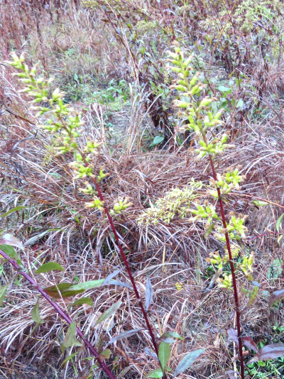 showy goldenrod seedheads