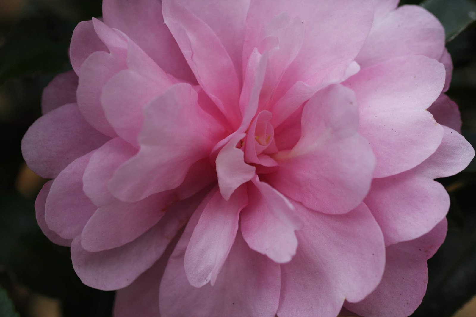 花の写真収集 18