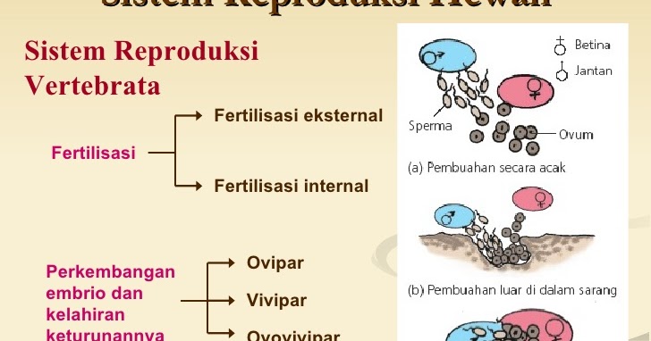 Informasi Seputar Dunia Hewan  Sistem Reproduksi Pada  