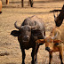 Nagpuri buffalo is an excellent breed of water buffalo from India Physical Features of Nagpuri Buffalo