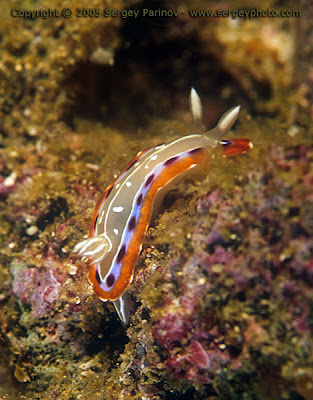 Chromodoris-decora