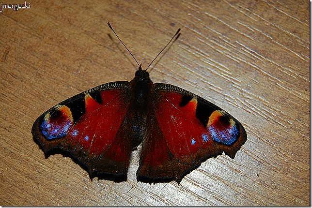 mariposa 10-09-2008