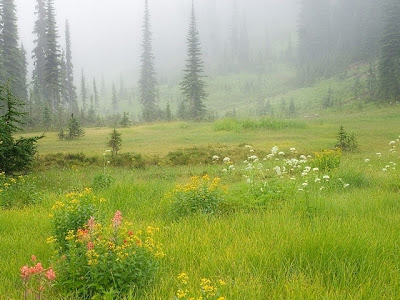 Beautiful Meadow