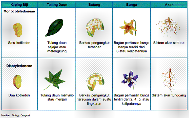 Dunia Sains: Tumbuhan berbunga dan tidak berbunga