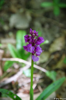 Orchis mâle (Orchis mascula), Fontainebleau, 77