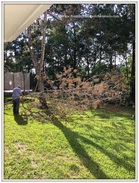 Oak Tree-Landscpaing-Tree-Removal-From My Front Porch To Yours