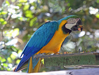 Pictures Of Macaws Birds