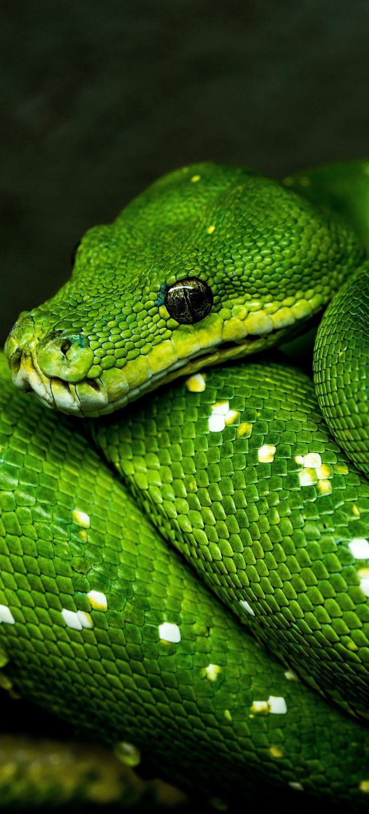 A green tree python.