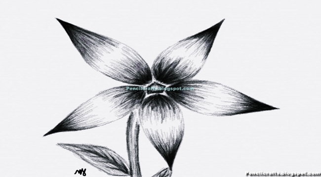 Pencil Drawings Of Flowers Easy