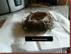 bird nest 2