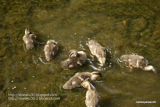 集団で毛繕いをするカルガモのヒナの写真