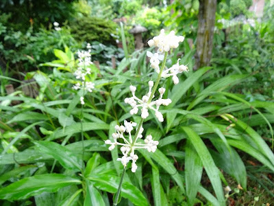 √99以上 白い 花 梅雨 639696-白い 花 梅雨