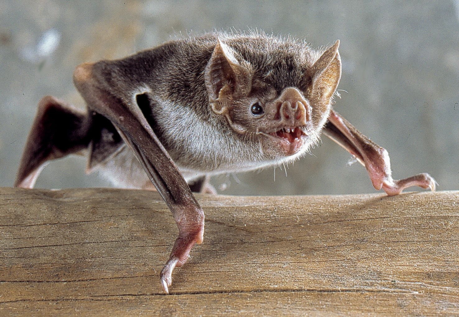 About Vampire Bats, Blood-sucking Night Beings