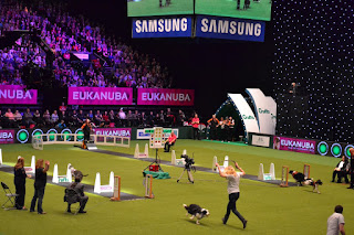 Flyball no Crufts