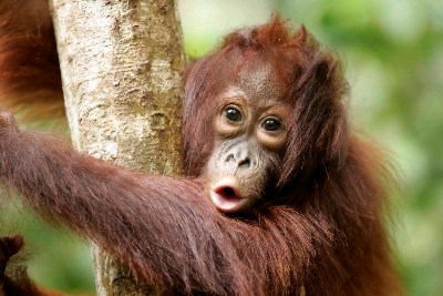 Peduli Bumi Orang Utan  Satu Lagi Hewan  Langka  Indonesia 