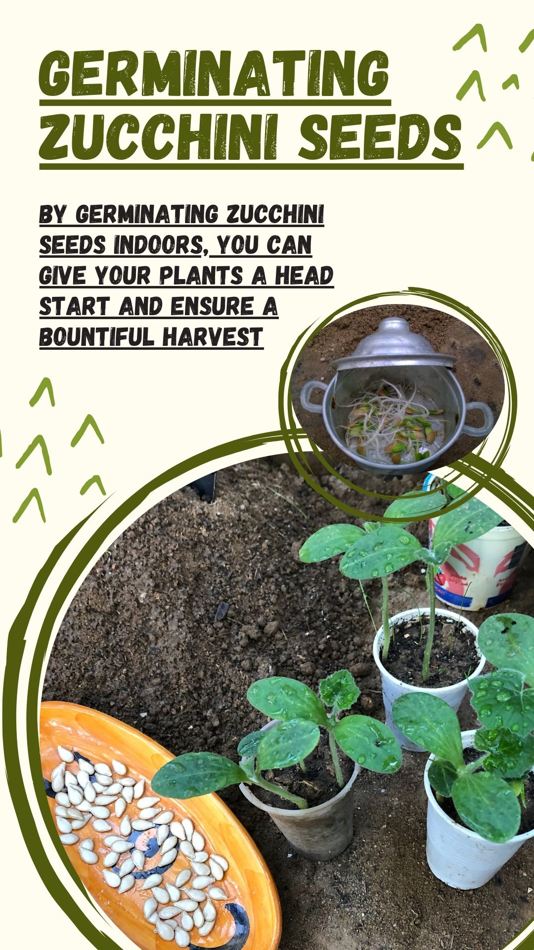By germinating zucchini seeds indoors, you can give your plants a head start and ensure a bountiful harvest. Read on as we explore the different aspects of germination, caring for the seedlings, and experience the joy of cultivating this versatile and delicious vegetable indoors.