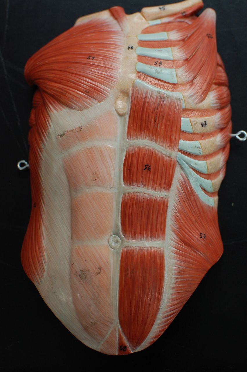 Human Anatomy Lab: Muscles of the Torso