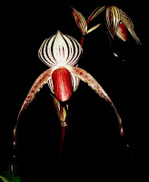 Paph Susan Booth X Roth2