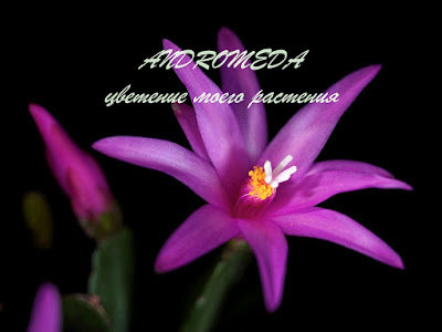 ANDROMEDA Rhipsalidopsis Schlumbergera Шлюмбергера Zygocactus Зигокактус Christmas Декабрист Рипсалидопсис クリスマスカクタス Truncata Хатиора Hatiora 圣诞仙人掌 Easter Кактус Orssichiana シャコバサボテン Cactus Buckleyi Thanksgiving 复活节仙人掌 Frühlingskakteen Noël Weihnachtskaktus デンマークカクタス Osterkaktus Novemberkaktus Zygo 蟹爪 Holiday Праздничный Navidad イースターシャボテン Natal Pâques páscoa 蟹爪兰 Pascua Påskkaktus gracias 圣诞节花 Santa Cacti Cacto Kaktusar Crab Opuntioides bloom ガーデニング blooming blossom bud 室内植物 Flora flower フラワー Plant Spring 花 Teresita Våren Vårkaktus フラワーガーデニング