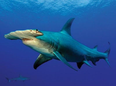 Sharks Up Close Seen On www.coolpicturegallery.us