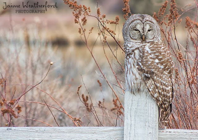 Ollie the Owl barred owl farewell bend park Bend oregon Jaime Weatherford