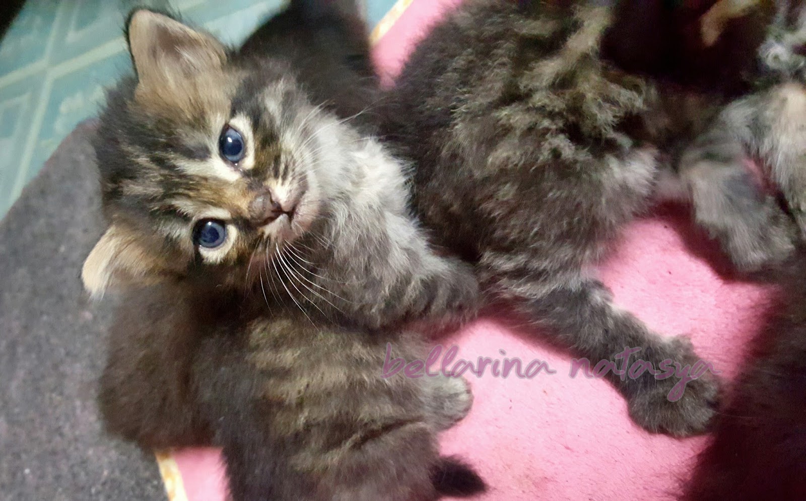 Perkembangan Anak Kucing Kitten Sexing Ini Adalah Bellarina