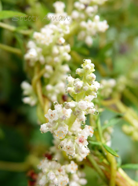 Cuscuta japonica