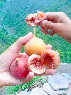 तिमले का लाजवाब जायका