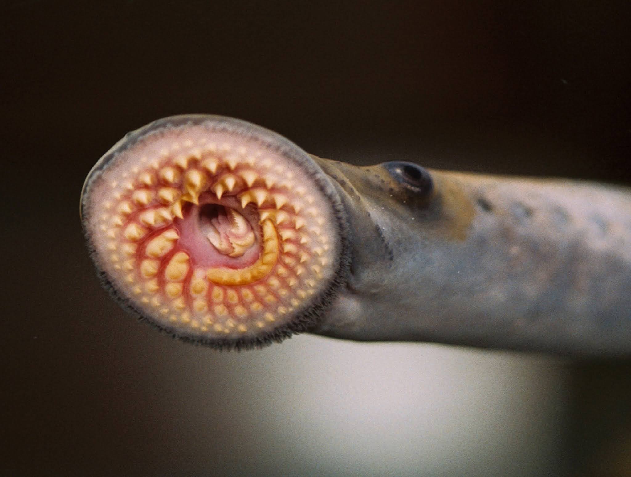 Lamprey, A Vampire in the Fish World