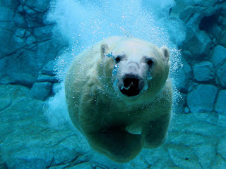 polar bear swim wild animal wallpaper