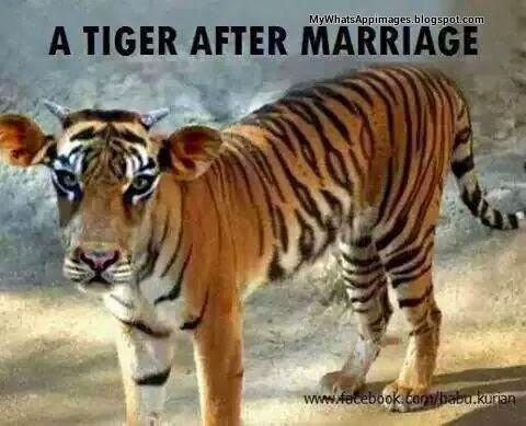 Tigar After Marriage Creative Images For Whatsapp