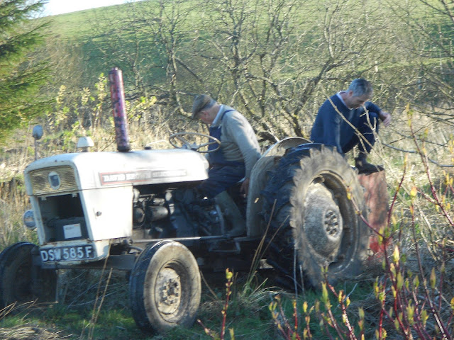 A white and red David Brown vintage tractor parked in a field in Scotland.