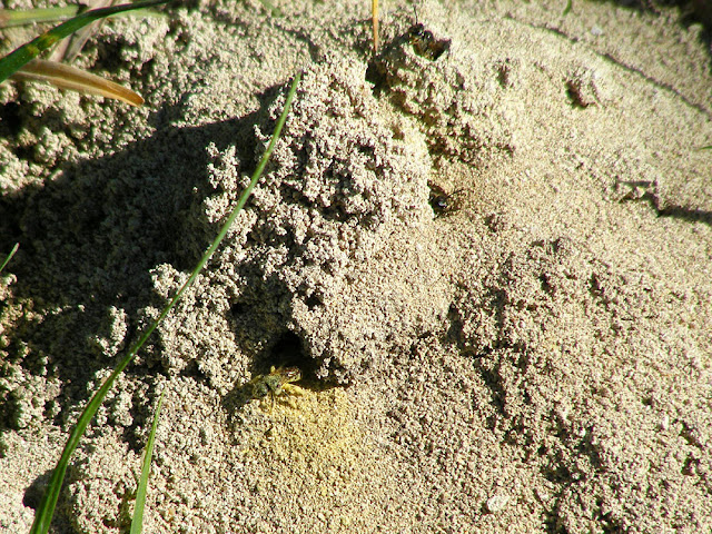 lasioglossum cf marginatum nest holes, Indre et loire, France. Photo by loire Valley Time Travel.