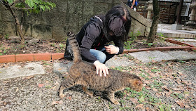 大阪府高槻市 上宮天満宮 猫神社 ねこ神社