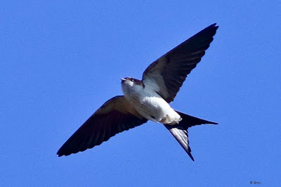 Red-rumped Swallow - resident